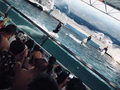 -秦皇岛乐岛海洋王国