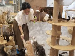-楼上猫咖(罗湖店)
