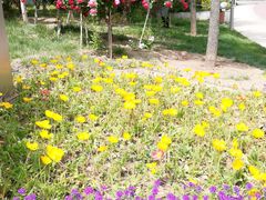 -武清南湖绿博园