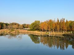 -贡湖湾湿地公园