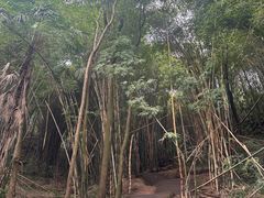 -凤栖山