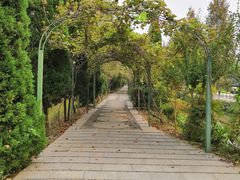 -合肥滨湖国家森林公园