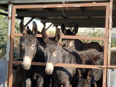 -元鼎宝驴香·全驴宴(江宁店)