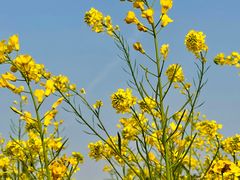 -广富林郊野公园