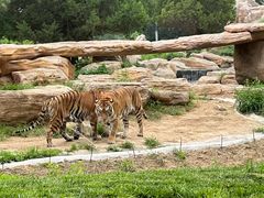 -北京野生动物园