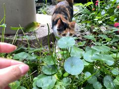 -谷咖啡·鲜花绿植花园餐厅