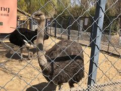 -长白岛森林公园