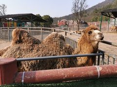 -无锡动物园·太湖欢乐园