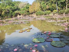 -中国科学院西双版纳热带植物园