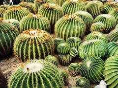 -深圳仙湖植物园