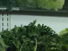 茼蒿-刁四藤椒麻辣烫(良村开发区店)