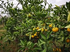 -前小桔亲子创意农场·草莓采摘·露营烧烤