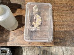 -酷以爬仙阁实体爬宠店·守宫·蜥蜴·专业繁育