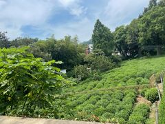 -野蔓果·山野菜(西湖景区·龙井茶田店)