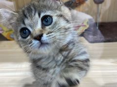 -屋虎猫馆(宝安大仟里店)