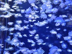 -太平洋海底世界