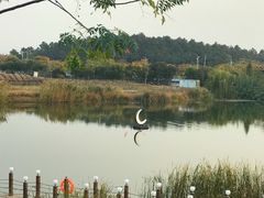 -大塘金香草谷