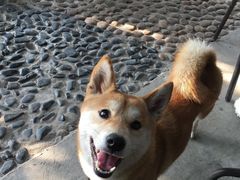 -柴犬高等学院·狗咖·柴犬售卖·宠物训练