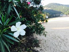 -普陀山风景名胜区-千步大沙