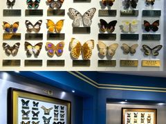 -上海昆虫博物馆