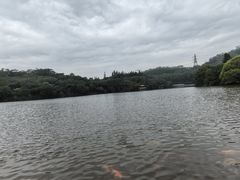 -深圳仙湖植物园