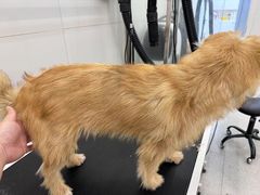 -comecome来吧宠物(奥克斯中心店)