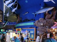 -烟台海昌鲸鲨海洋公园