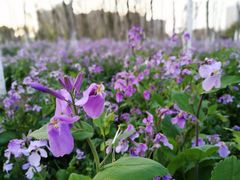 -白塘生态植物园