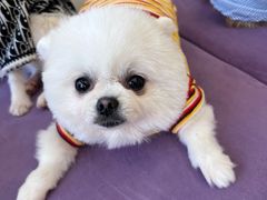 -怪兽屋·羊驼·猫咖·狗咖(俊华广场店)