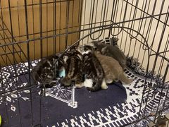 -平行世界·猫咖(首经贸店)