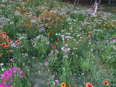 -永定河休闲森林公园