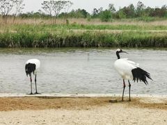 -盐城丹顶鹤湿地生态旅游区