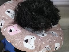 -美联众合动物医院·24h转诊中心