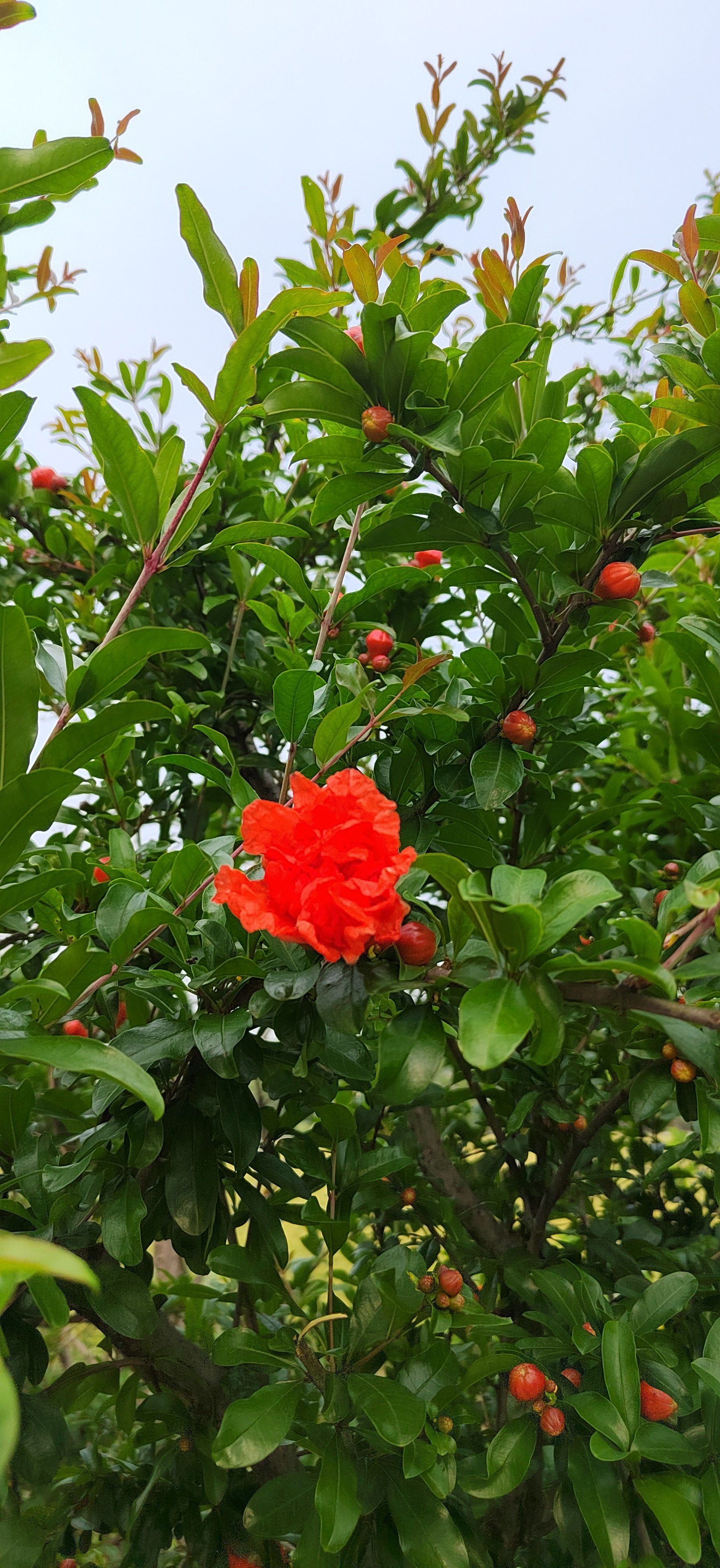 天天领红包 石榴花的颜色好鲜艳,好喜欢