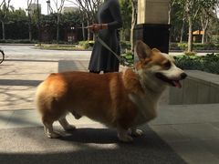 -提香别墅