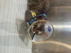 -萌兽医馆·犬猫专科·眼科中心·宠物医院(朝阳门分院)