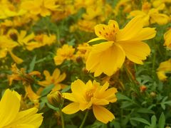 -广西壮族自治区药用植物园