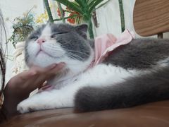 -共舞时光猫咖·狗咖(新街口店)
