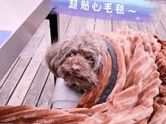 -首尔大排档