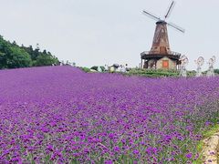 -大塘金香草谷