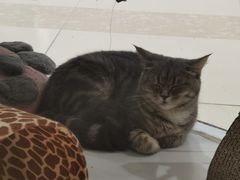 -COLOR PETS 撸猫馆·购猫·猫咖(长风大悦城店)