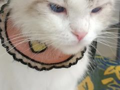 -平行世界·猫咖(首经贸店)