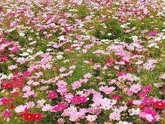 -径山花海
