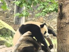 -都江堰中华大熊猫苑