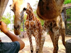 -清迈夜间动物园