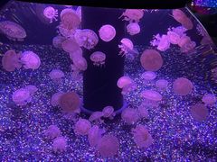 -成都浩海立方海洋公园