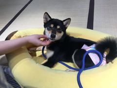 -逗柴咖啡屋·狗咖猫咖宠物桌游
