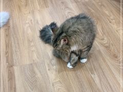 -COLOR PETS 撸猫馆·购猫·猫咖(长风大悦城店)