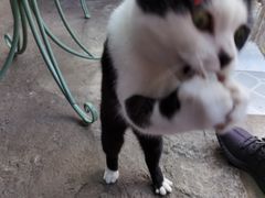 -喵屿·大理花园猫咖