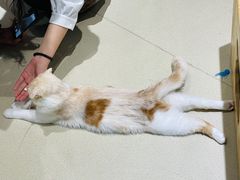 -藏猫猫咖啡主题馆(中央大道店)